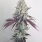 Cookies Gelato (RQS) Cannabis-Samen