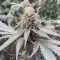 Triple G (RQS) Cannabis-Samen zu verkaufen