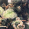 Bruce Banner #3 Cannabis-Samen Kaufen