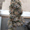 Golosa (Delicious Seeds) Cannabis-Samen zu verkaufen
