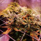 Pineapple Glue (Advanced Seeds) Cannabis-Samen zu verkaufen