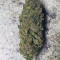 Peyote Critical (Barney's Farm) Cannabis-Samen zu verkaufen