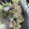 Cream Cookies Auto Cannabis-Samen Kaufen