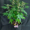 Kaufe Grandmommy Purple Samen feminisiert von Herbies Seeds
