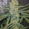Gorilla (GG#4 Original Glue) (Expert Seeds) Cannabis-Samen zu verkaufen