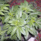 The Church Cannabis-Samen Kaufen