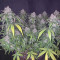 New York Diesel Auto (Expert Seeds) Cannabis-Samen zu verkaufen