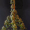 Blueberry Cheesecake (Female Seeds) Cannabis-Samen zu verkaufen