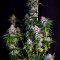 Z Gorilla Cannabis-Samen Kaufen