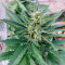 Bruce Banner Auto Cannabis-Samen Kaufen
