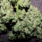 Kaufe Strawberry Cheesecake Auto Samen feminisiert von Barney's Farm