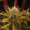 Kaufe Strawberry Pie Auto Samen feminisiert von Fast Buds