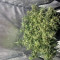 Kaufe Grandmommy Purple Samen feminisiert von Herbies Seeds
