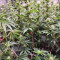 Godzilla Original Glue GG#4 Cannabis-Samen Kaufen