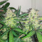 Scarlet Skunk Autoflower feminisierte Samen (EGS)