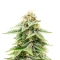 1-800-Cinderella-99 Autoflower feminisierte Samen (Seedkeepers)