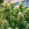 Auto Speed Haze (Blackskull Seeds) Cannabis-Samen
