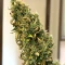 Auto White Widow XXL (00 Seeds)