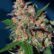 Bruce Banner #3 feminisierte Samen (Original Sensible Seeds)