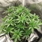 California Orange Cheese (Big Buddha Seeds) Cannabis-Samen