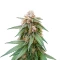 CR + (BlimBurn Seeds) Cannabis-Samen