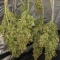 Green Gelato Automatic (RQS) Cannabis-Samen