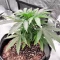 Humboldt Dream feminisierte Samen (Humboldt Seed Company)