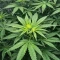 Insane OG (Herbies Seeds)
