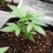 Neville's Rose Auto feminisierte Samen (Delicious Seeds)