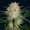 Original Auto Sour Diesel (Fast Buds) Cannabis-Samen