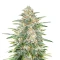 Psychofruit Auto (Cream of the Crop Seeds) Cannabis-Samen