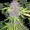 Pure Kush (Original Sensible Seeds) Cannabis-Samen