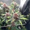 Purple Lemonade Poison Autoflower feminisierte Samen (Seedkeepers)