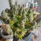 S.O.D.K Auto (Mephisto Genetics) Cannabis-Samen