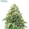 Starter Bundle #2: 3x3 seeds (Mixed)