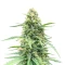 Vanilla Latte Autoflower feminisierte Samen (Humboldt Seed Company)