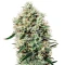 White Rhino (GHS) Cannabis-Samen