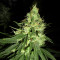 Lemon OG Kush (DNA Genetics) Cannabis-Samen