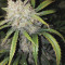 Original Auto AK (Fast Buds) Cannabis-Samen