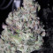 Train Wreck (GHS) Cannabis-Samen