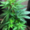 Auto Ghost OG (Original Sensible Seeds) Cannabis-Samen