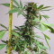 Auto New York City Diesel (Advanced Seeds) Cannabis-Samen