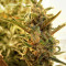 Berry Ryder Auto (Auto Seeds) Cannabis-Samen