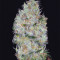Big Bomb (Bomb Seeds) Cannabis-Samen