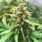 Big Bud Auto-Samen (Herbies Seeds)