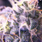 Chem Berry D regular (Dark Horse Genetics) Cannabis-Samen