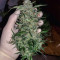Girl Scout Cookies Auto (Garden Of Green) Cannabis-Samen