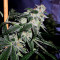 Gorilla (00 Seeds) Cannabis-Samen