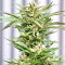 Mangobiche Kush Regular (CannaBioGen) Cannabis-Samen