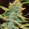Northern Light X Big Bud (World of Seeds) Cannabis-Samen